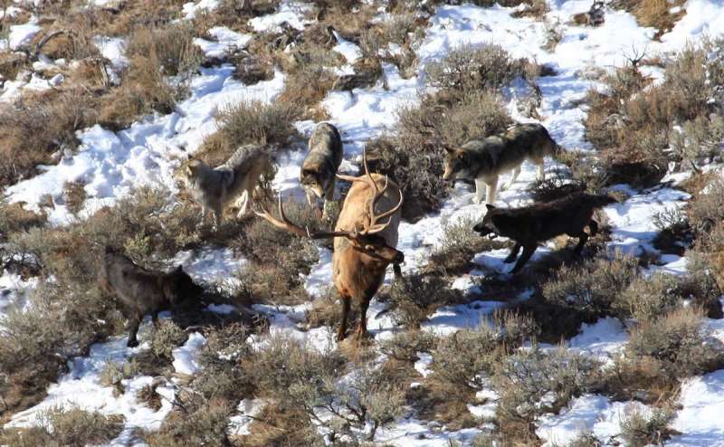 Researchers study how wolf predation shapes elk antler evolution