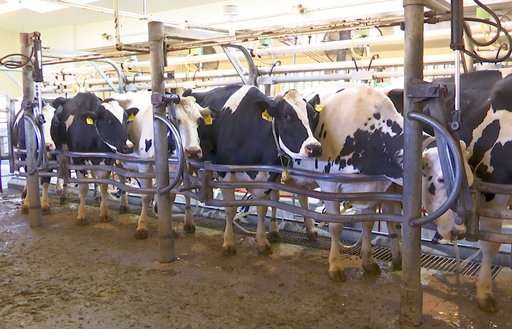 Researchers feed seaweed to dairy cows to reduce emissions