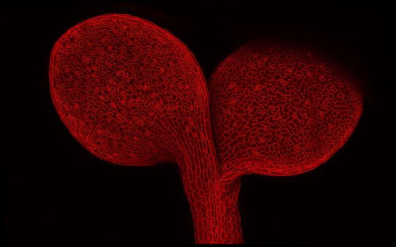 Researchers study how a hormone helps plants build leaves' ventilation system