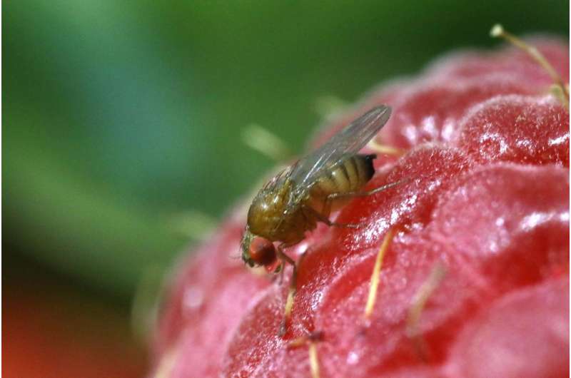 Researchers develop first gene drive targeting worldwide crop pest