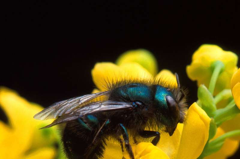 Climate change linked to potential population decline in bees