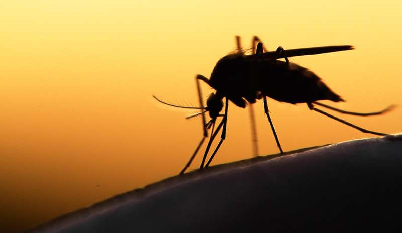Researchers study link between glucose metabolism and malaria