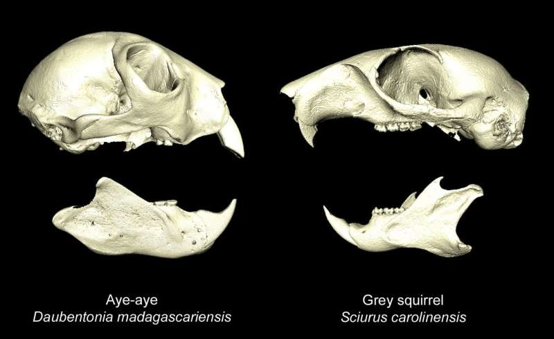 Scientists discover why elusive aye-aye developed such unusual features