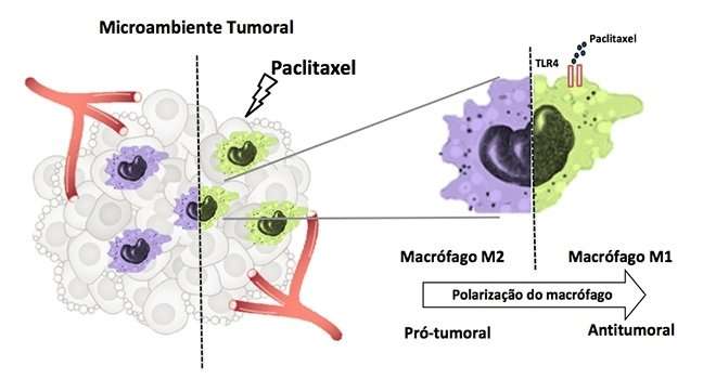 Chemotherapy drug paclitaxel also acts as an immune response modulator
