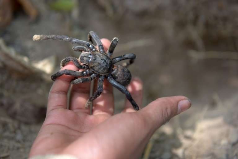 Conservationists say over-harvesting due to high demand is driving the spiders out of existence