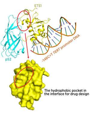Controlling the gene for the ‘immortalizing enzyme’