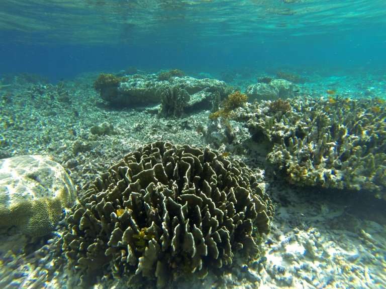 Indonesia has some of the world's finest corals but many are also badly damaged