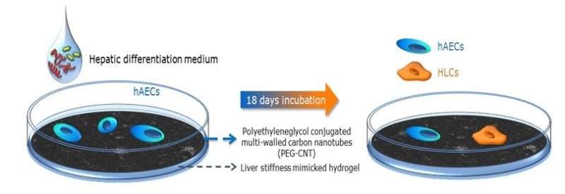 Reconstructing healthy liver cells using a nanomaterial-based matrix 