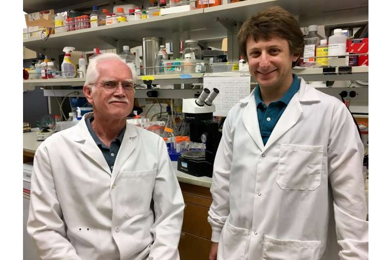 Scientists identify two hormones that burn fat faster, prevent and reverse diabetes in mice