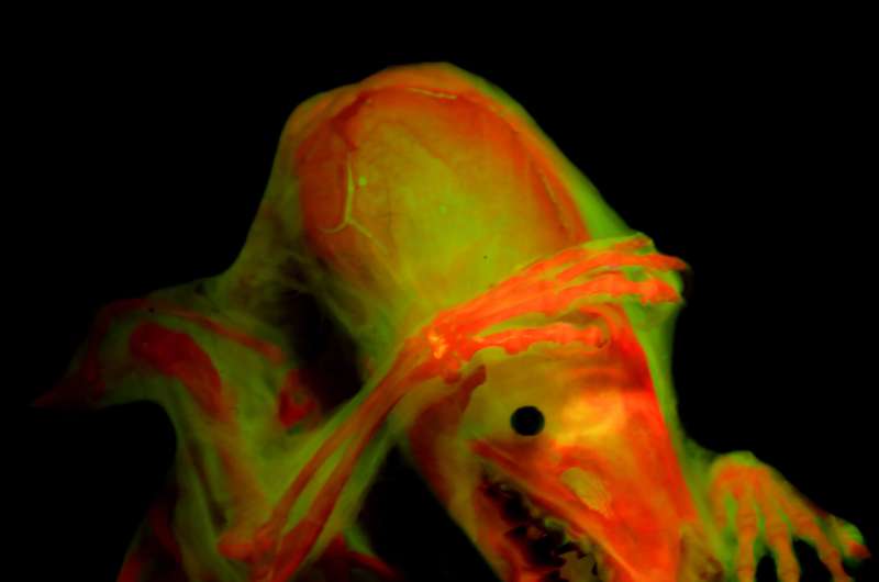 State-of-the-art imaging techniques reveal heightened detail and beauty of vertebrate life