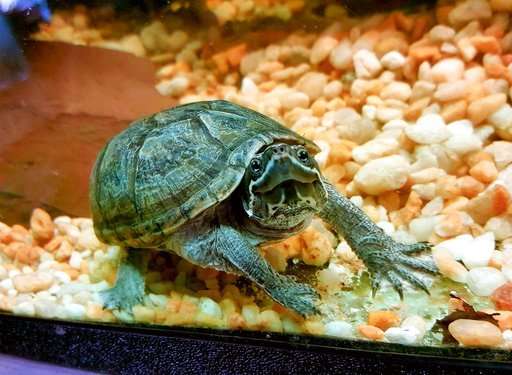 Turtles can make great pets, but do your homework first