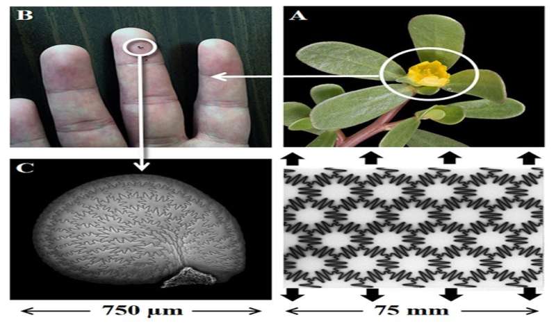 UNH Researchers find seed coats could lead to strong, tough, yet flexible materials