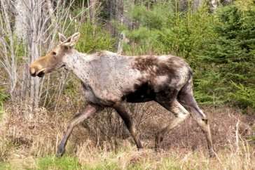 Researchers say winter ticks killing moose at alarming rate