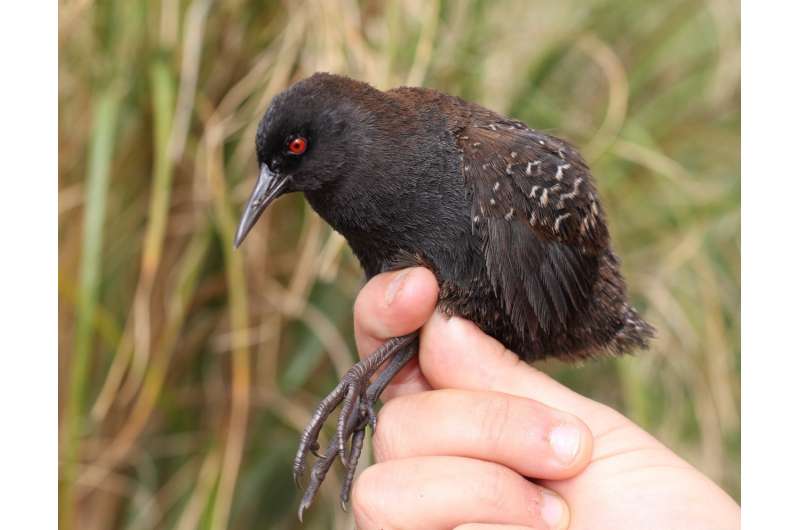 Researchers find the origin of an isolated bird species on South Atlantic island