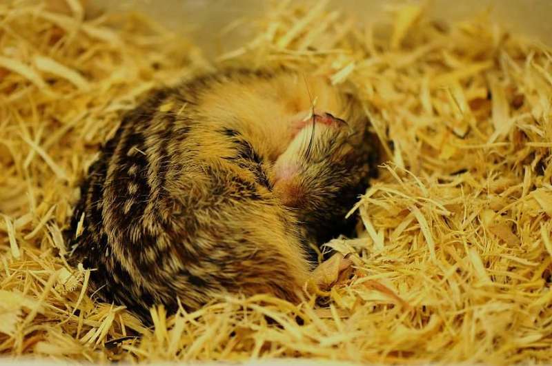 Researchers develop 'hibernation in a dish' to study how animals adapt to the cold