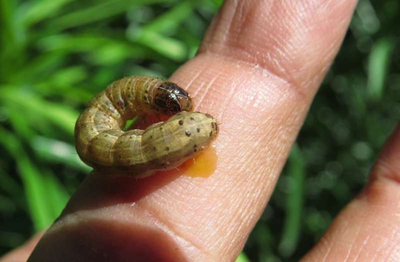 Exploring the best tactics to combat fall armyworm outbreaks in Africa
