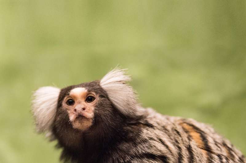 Neuroscientists identify the smallest units that make up the vocalisation of marmoset monkeys
