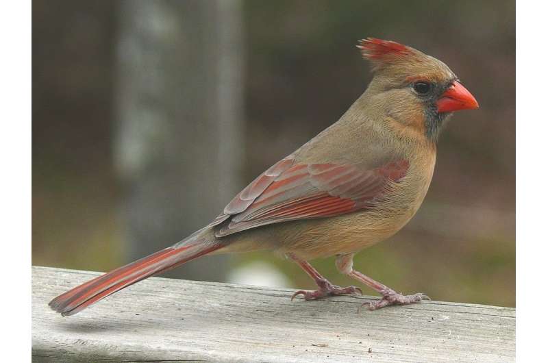 Scientists remind their peers: Female birds sing, too