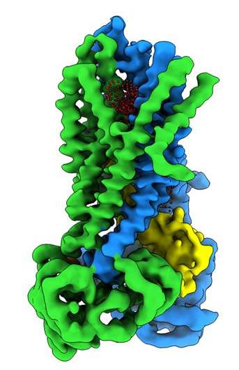 Scientists solve 3-D structure of cystic fibrosis protein in active, inactive states