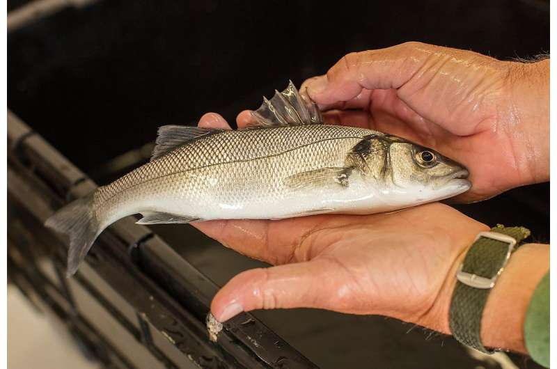 Scientists tag bass in bid to explain falling stock numbers