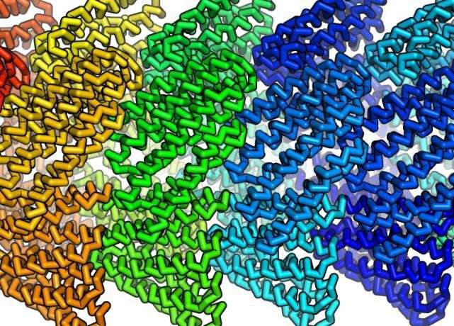 Self-assembling protein filaments designed and built from scratch