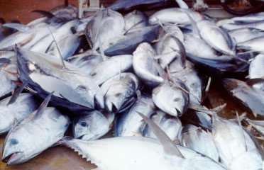 80 tons of illegal bluefin tuna pose a threat to sustainable fisheries and human health