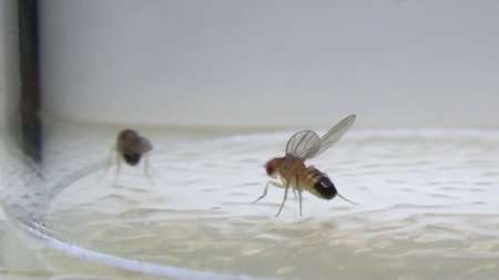 Researchers identify the neural basis of threatening and aggressive behaviors in Drosophila
