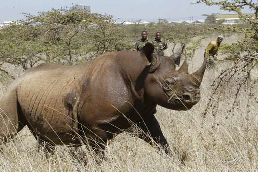 8 endangered black rhinos die in Kenya after relocation