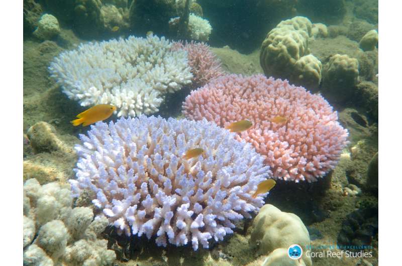 Global warming is transforming the Great Barrier Reef