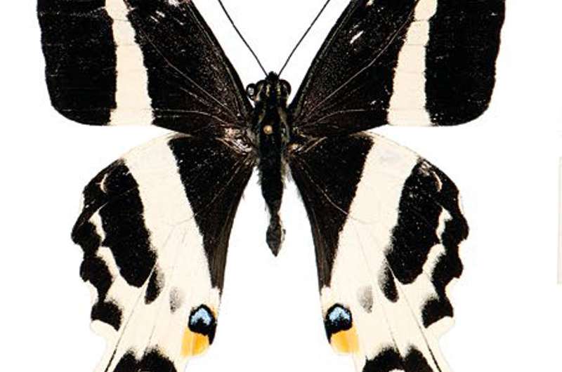 New species of Swallowtail butterfly discovered in Fiji