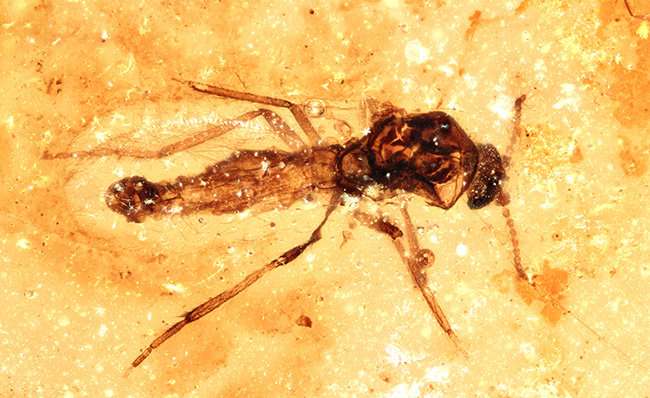 Researchers uncover New Zealand's first fossils preserved in amber