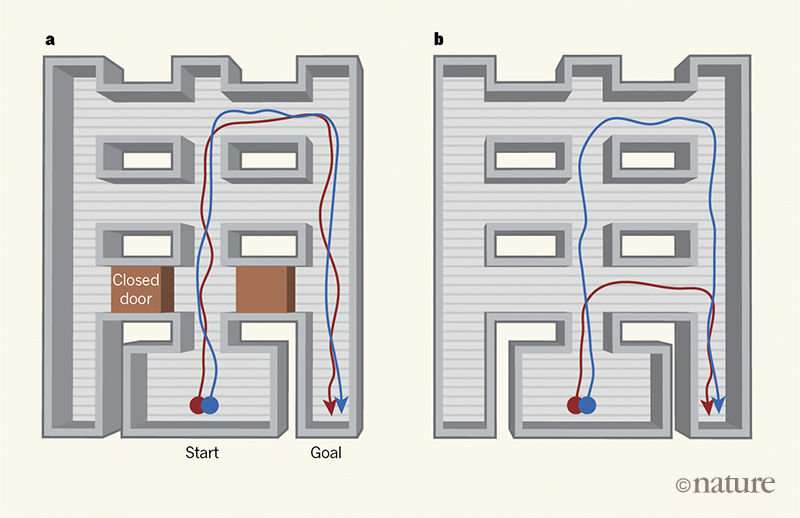 Scientists make a maze-running artificial intelligence program that learns to take shortcuts