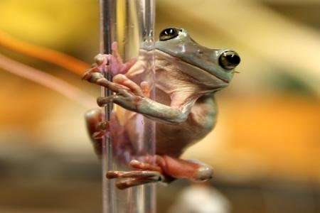 Scientists researching how tree frogs climb have discovered that a unique combination of adhesion and grip gives th