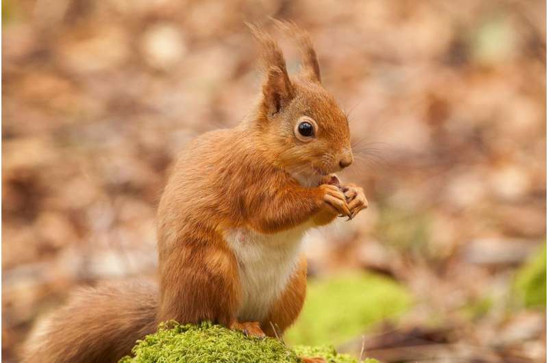 Study suggests native UK Pine martens are helping to control invasive gray squirrels