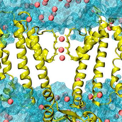 UMass Amherst research discovers new channel-gating mechanism