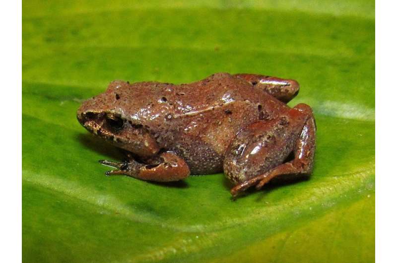 Climate change may drive 10 percent of amphibian species in the Atlantic Rainforest to extinction