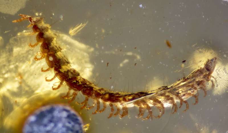 Scientists discover over 450 fossilized millipedes in 100-million-year-old amber