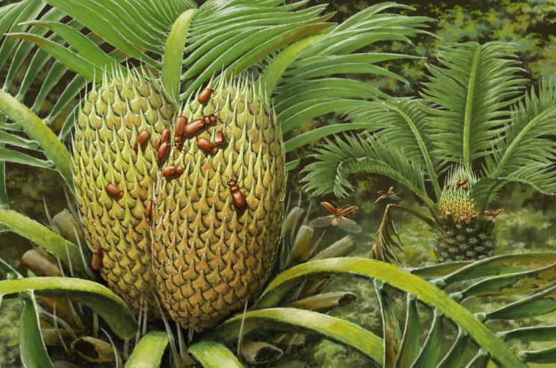 99-million-year-old beetle trapped in amber served as pollinator to evergreen cycads