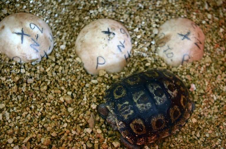 A baby giant turtle stands next to eggs at a breeding centre at the Galapagos National Park, in Santa Cruz island, Ecuador