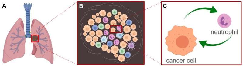 不良影响:肿瘤细胞与免疫细胞的相互作用