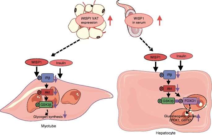 Abdominal fat secretes novel adipokine promoting insulin resistance and inflammation