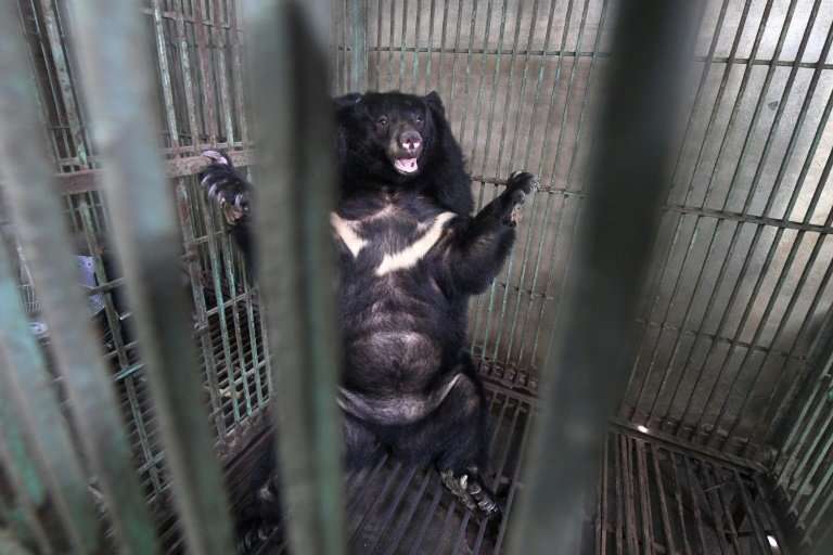A bear being rescued from a facility in Vietnam where their bile is extracted for use in traditional medicine