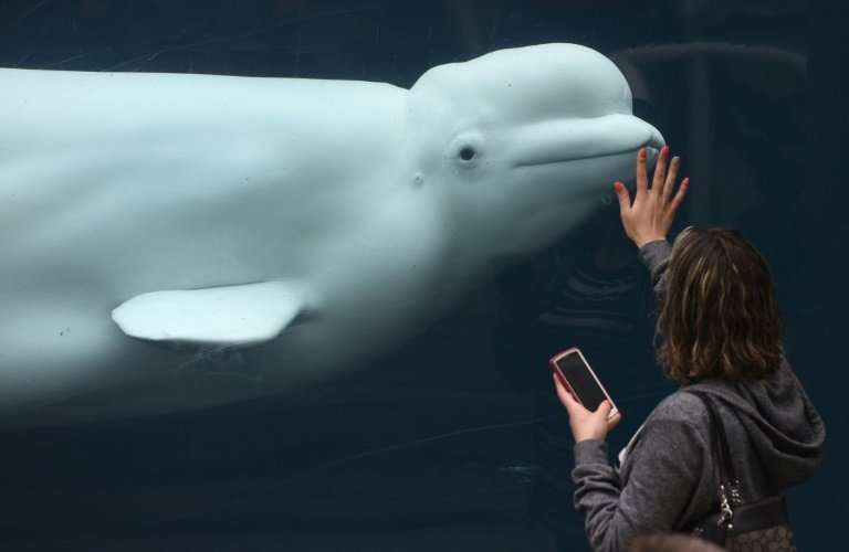 A Beluga whale, like the one shown in this acquarium picture, has swam into the Thames estuary in London, sparking concerns abou