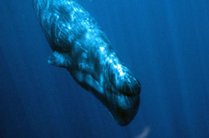 A bigger nose, a bigger bang: Size matters for ecoholocating toothed whales