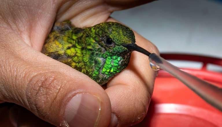 A biologist feeds a hummingbird in Mexico City, where a project launched in 2014 is helping the birds along their long migratory