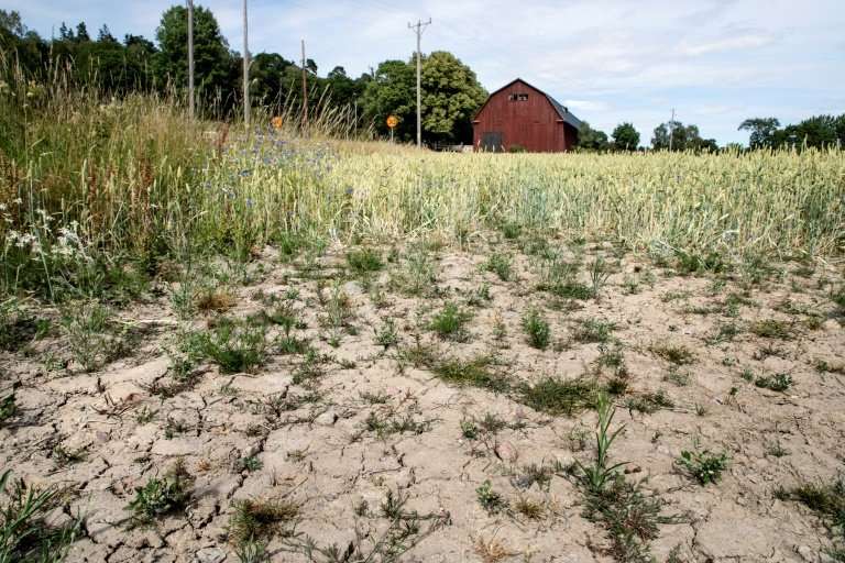 A blighted wheat field in Taby, central Sweden, in July