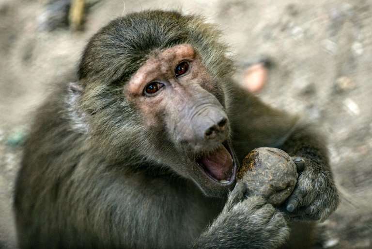 A breakout by around 50 baboons forced a zoo in Paris to shut while wardens restored order