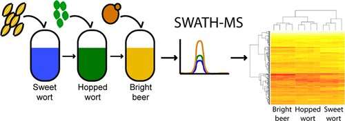 A brewer's tale of proteins and beer