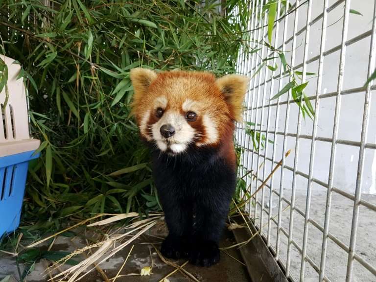 According to an assessment from the IUCN Red List of Threatened Species, the interest in red pandas as pets may have grown partl