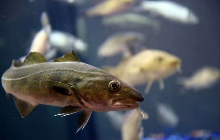According to studies in 1996 and 2012, seismic airgun blasts caused haddock and cod to flee, reducing the catch rate by 20 to 70